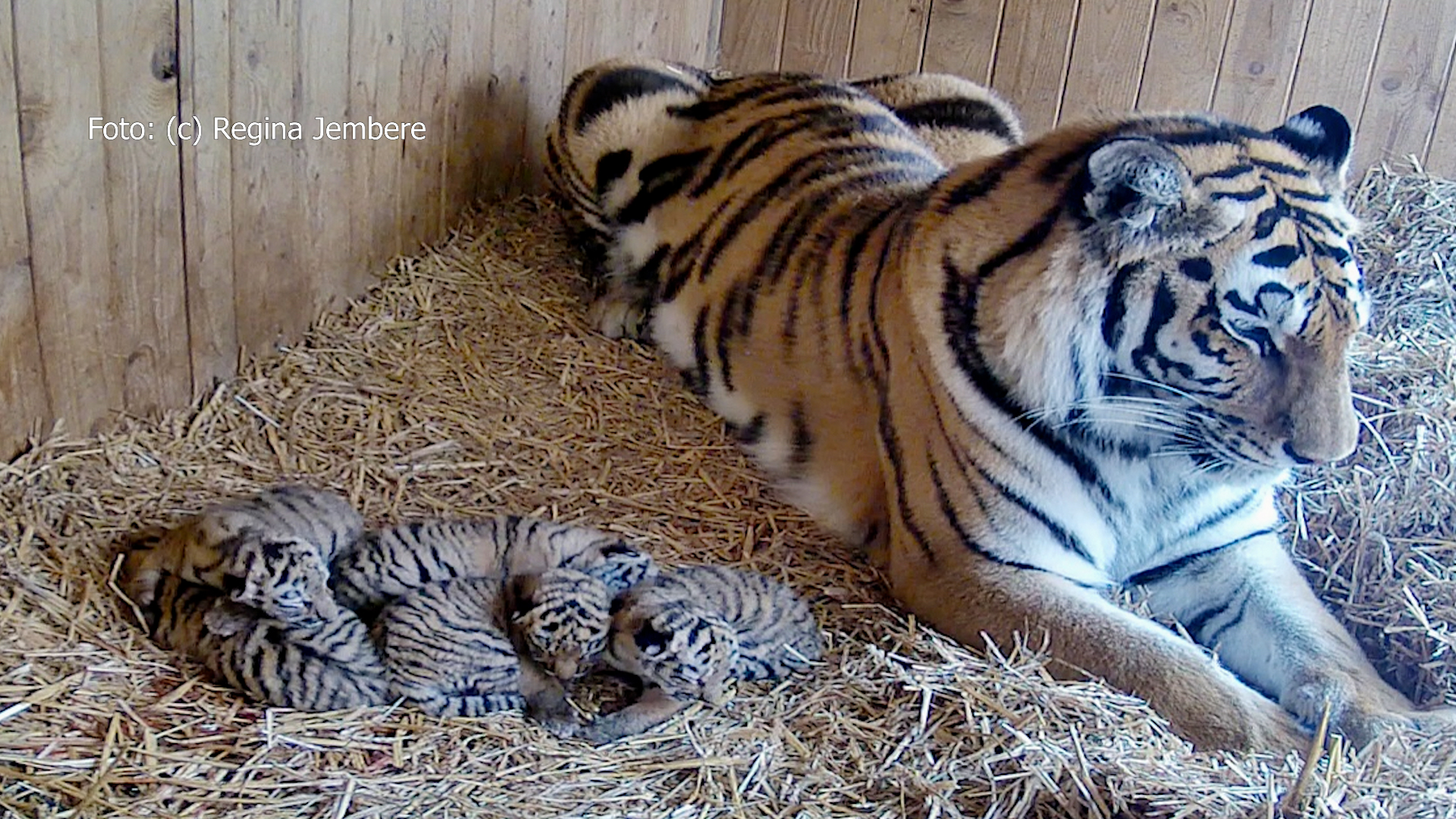 26.05.25: Tigernachwuchs im Zoo